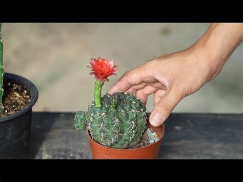 仙人掌開花好嗎|“如何讓仙人掌開花？學習促使仙人掌開花的關鍵要領”